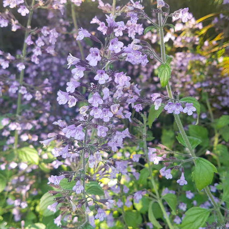 Calamintha nepeta 'Blue Clouds' ---